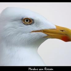 Kop van Meeuw1-markz