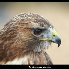 IMG_2177-markz