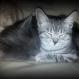 FAUNA