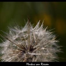 IMG_7243-markz