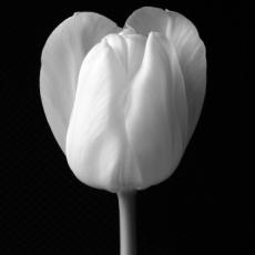 20120203202927-f8a928fb