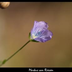 IMG_3558-markz