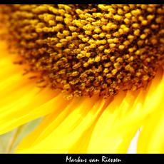 IMG_9215-markz
