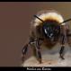 MACROFAUNA