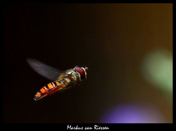 IMG_6719a-markz