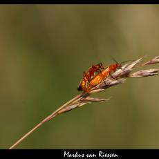 IMG_7356-markz