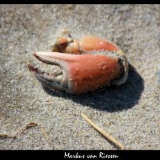 IMG_3069-markz