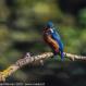 IJSVOGEL